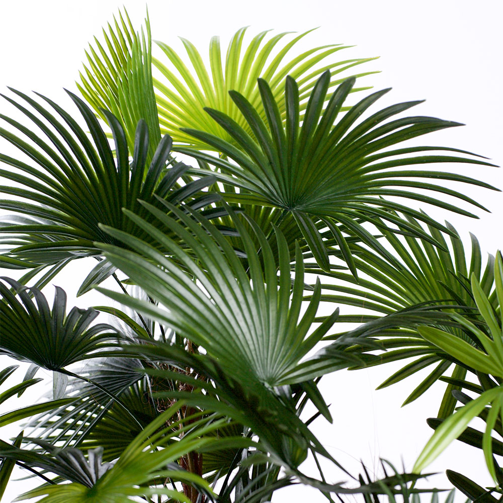 5ft Spider Palm Tree Image 2
