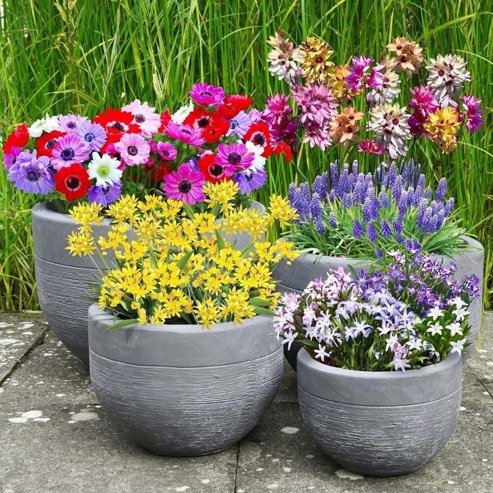 Thompson and Morgan Mixed Collection Planting Bulb 1200 Pack Image 2