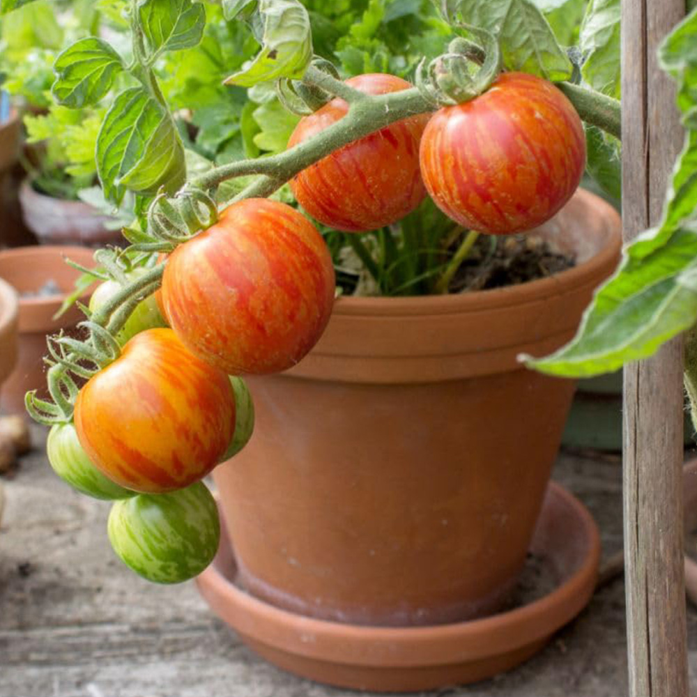 Thompson and Morgan Tomato Tigerella Mr Stripey Seed Packet Image 1