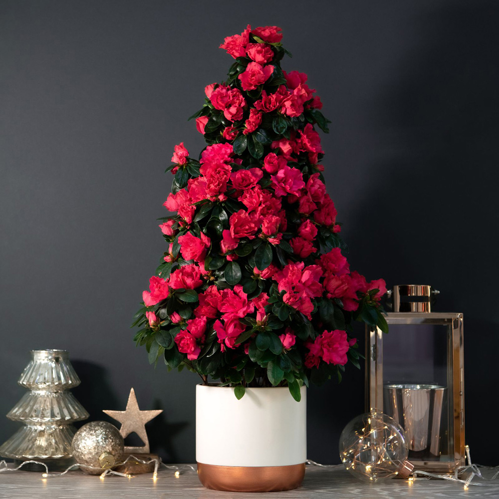 Thompson and Morgan Christmas Gift Azalea Piramide Tree Plant Pot 17cm 2 Pack Image 2