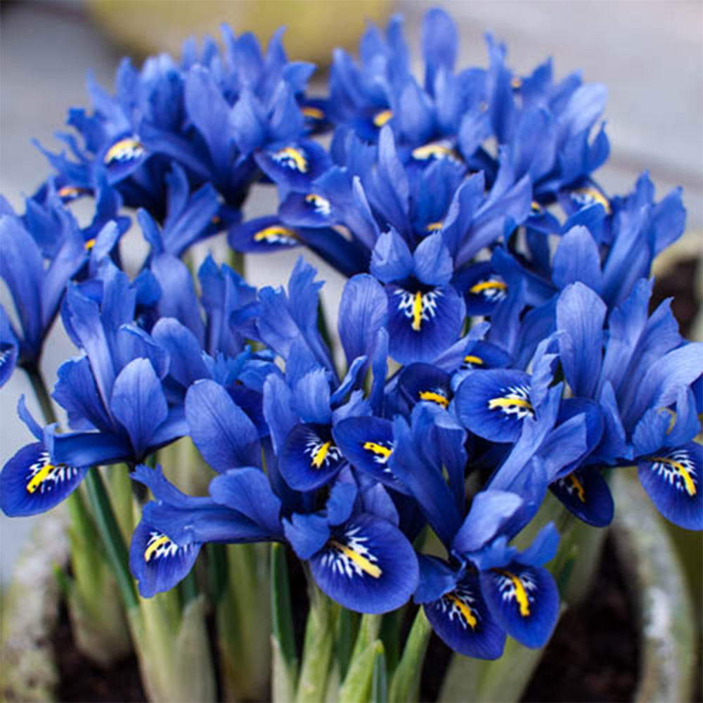 wilko Miniature Blue Iris Reticulata Planting Bulb 30 Pack Image 1