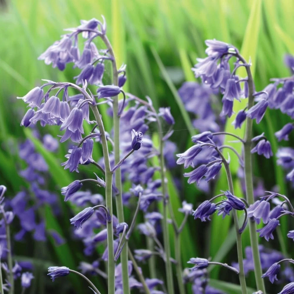 Thompson and Morgan English Bluebell Hyacinthoides Non-Scripta Autumn Planting Bulb 32 Pack Image 3