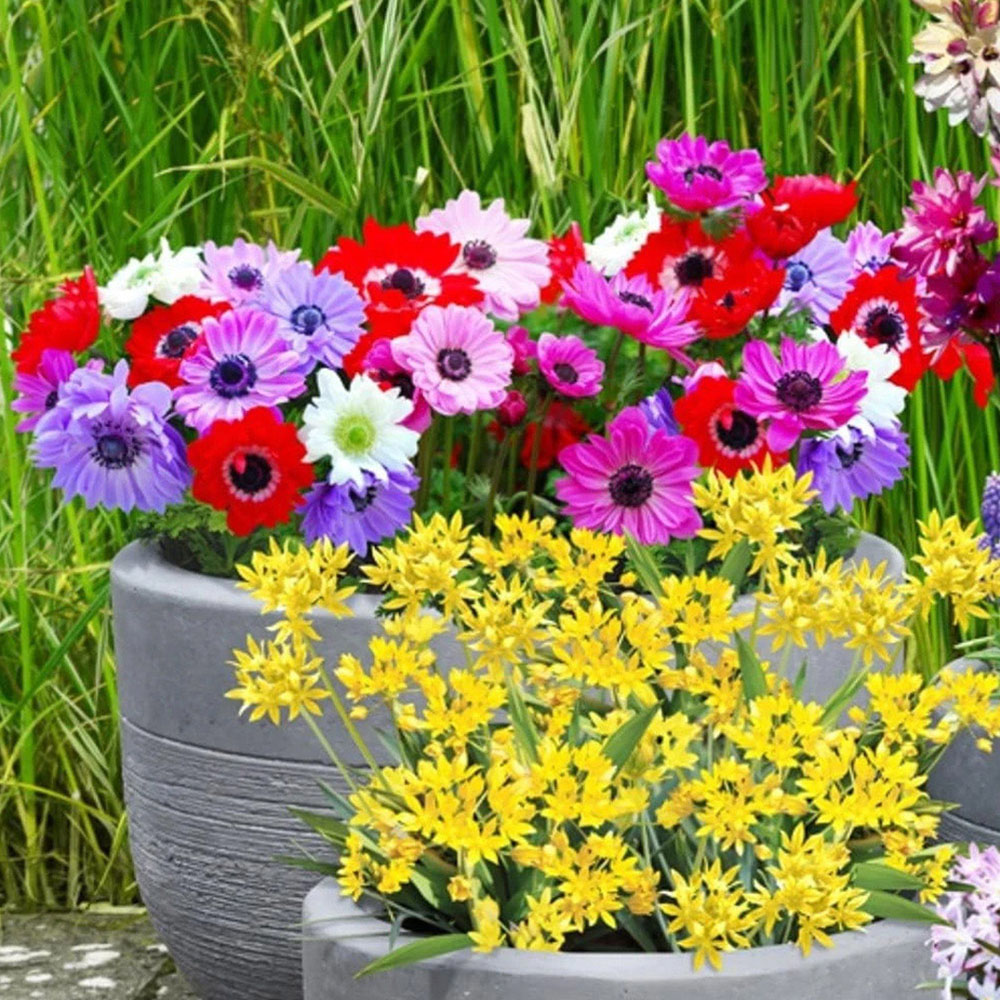 Thompson and Morgan Anemone St Brigid Doubles Planting Bulb 200 Pack Image 3