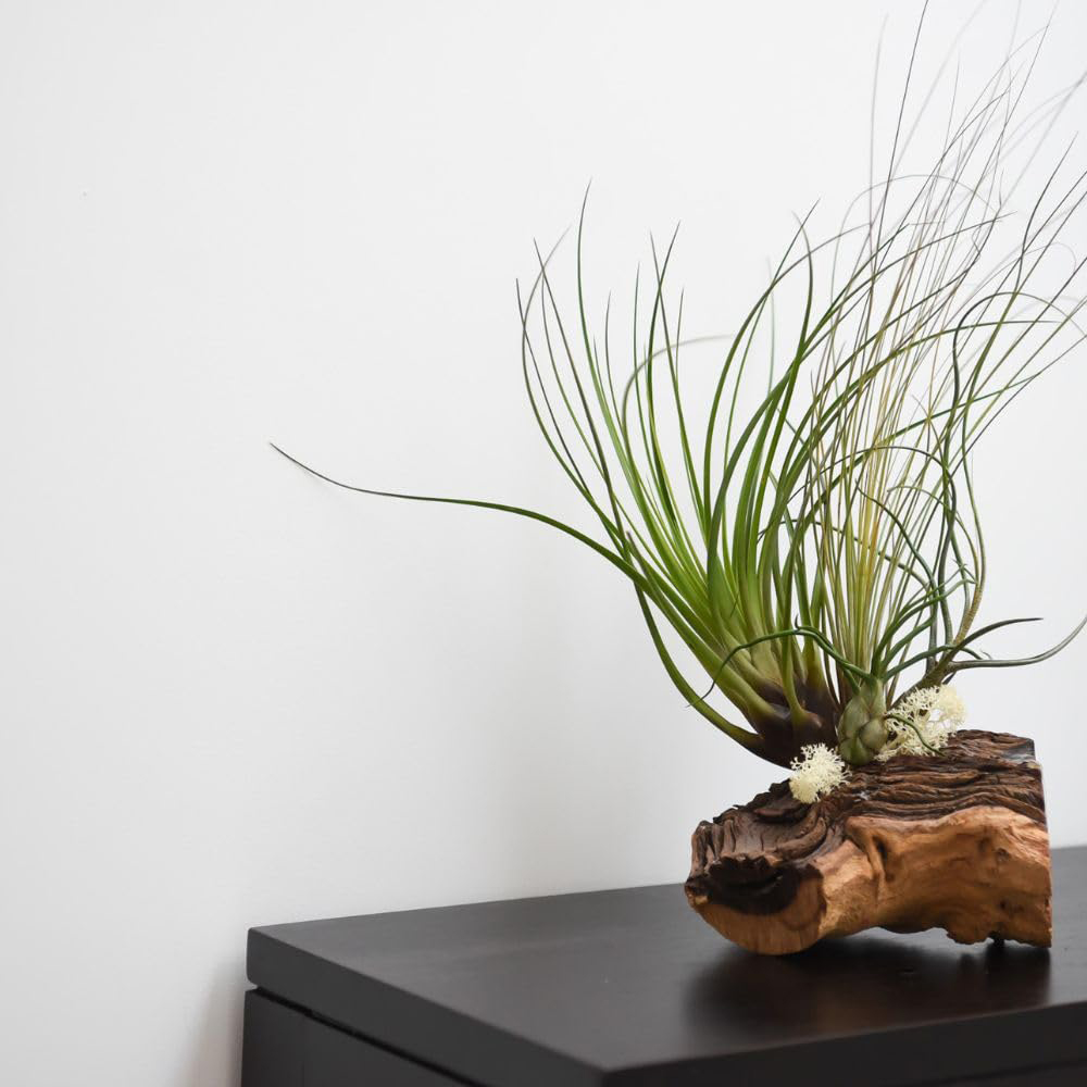 Thompson & Morgan 3 Air Plants on Bog Wood 2 Pack Image 2