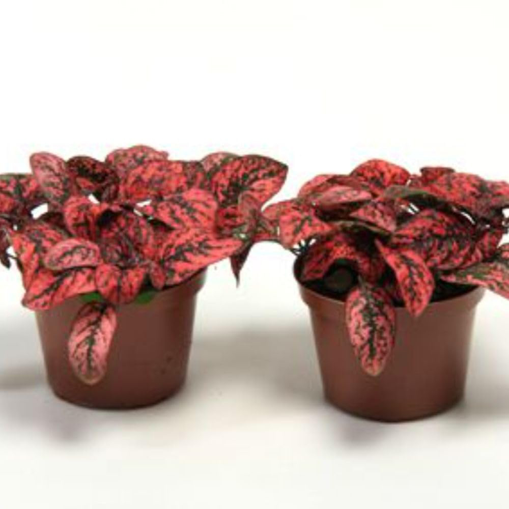 Thompson and Morgan Hypoestes Phyllostachya Red Plant Pot 3 Pack Image 3