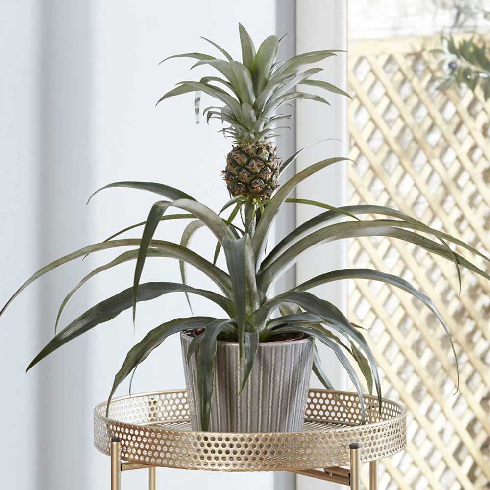 Thompson & Morgan Ornamental Pineapple Potted Plant 12cm Image 1