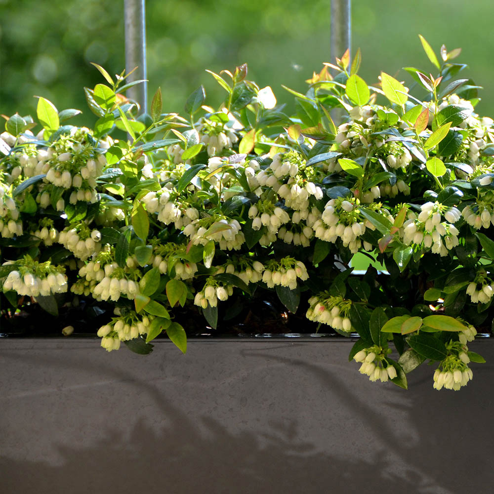 YouGarden Blueberry Berrybux Plant Pot 10.5cm 3 Pack Image 2