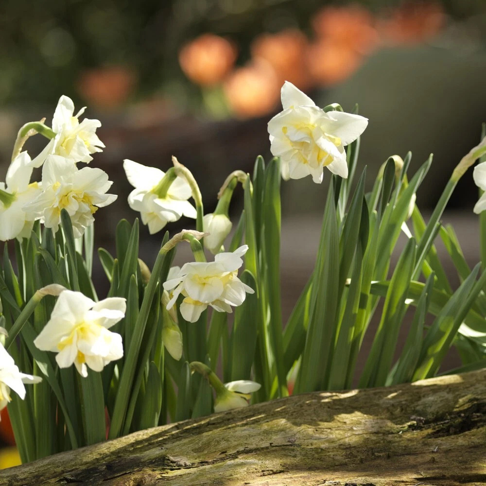 Thompson and Morgan Daffodil White Lion Autumn Planting Bulb 16 Pack Image 2