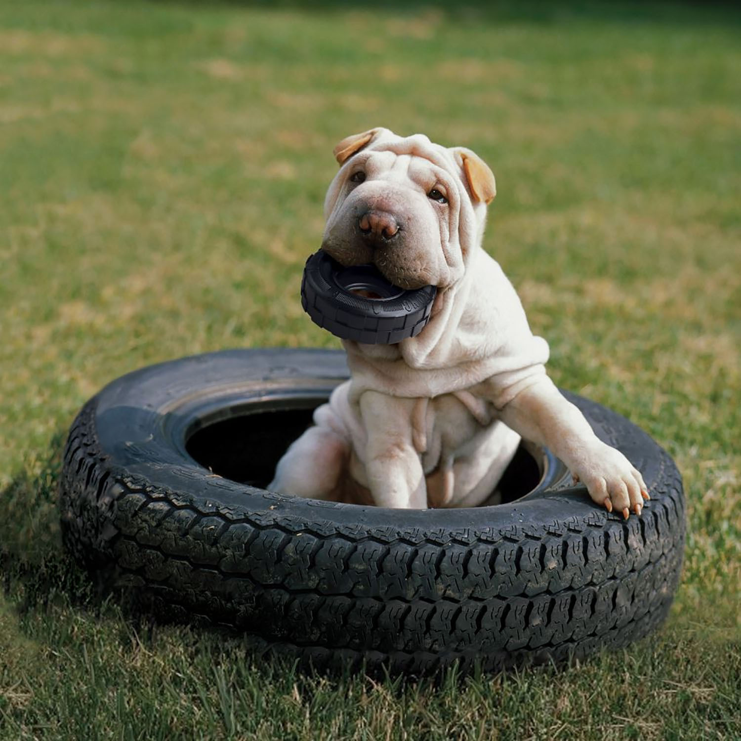Kong Extreme Traxx Tyre Dog Toy Image 3