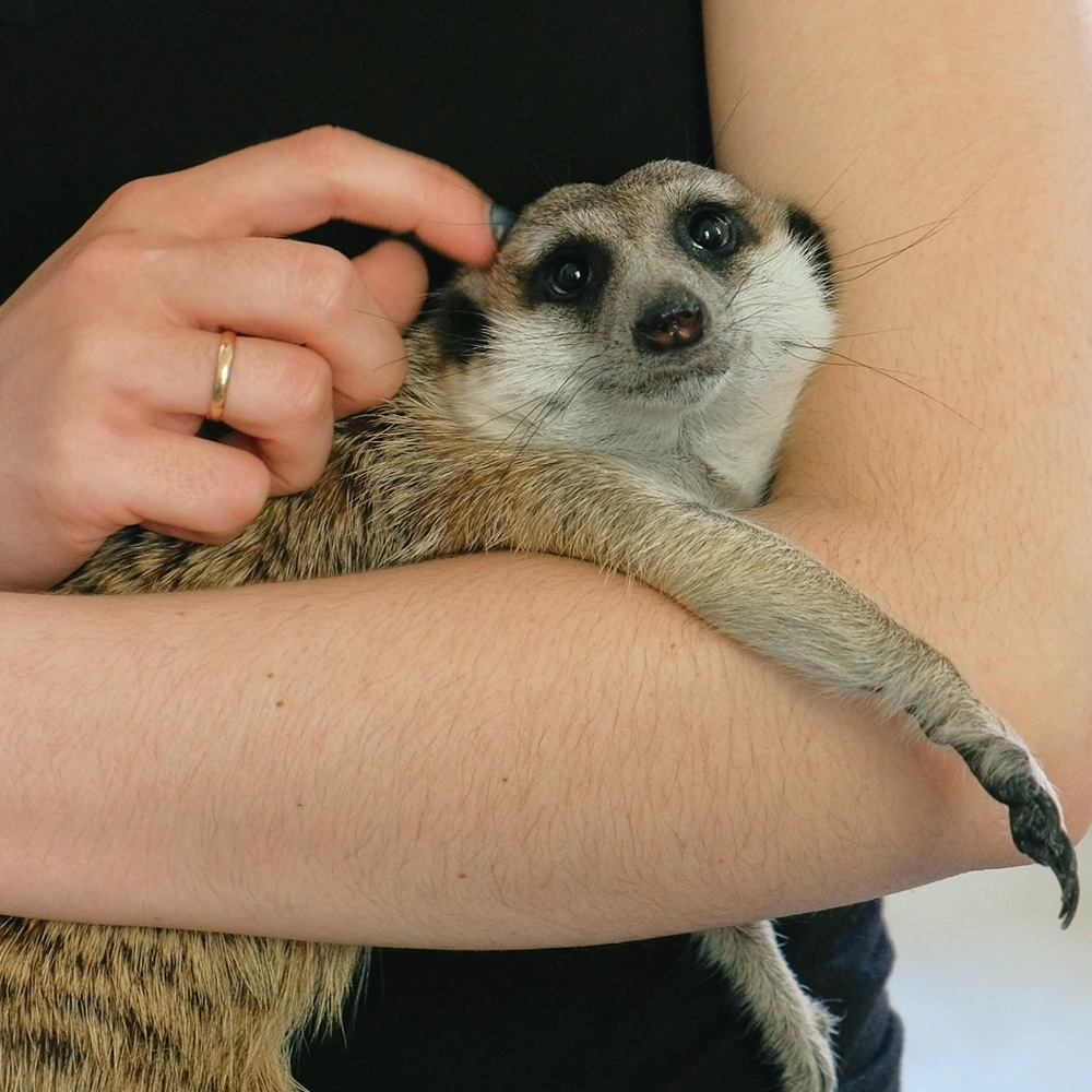 Activity Superstore Meerkat Encounter Gift Experience 2 Pack Image 3