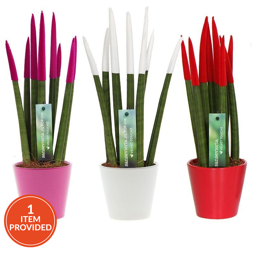 Sansevieria Velvet in Ceramic Pot Image 4