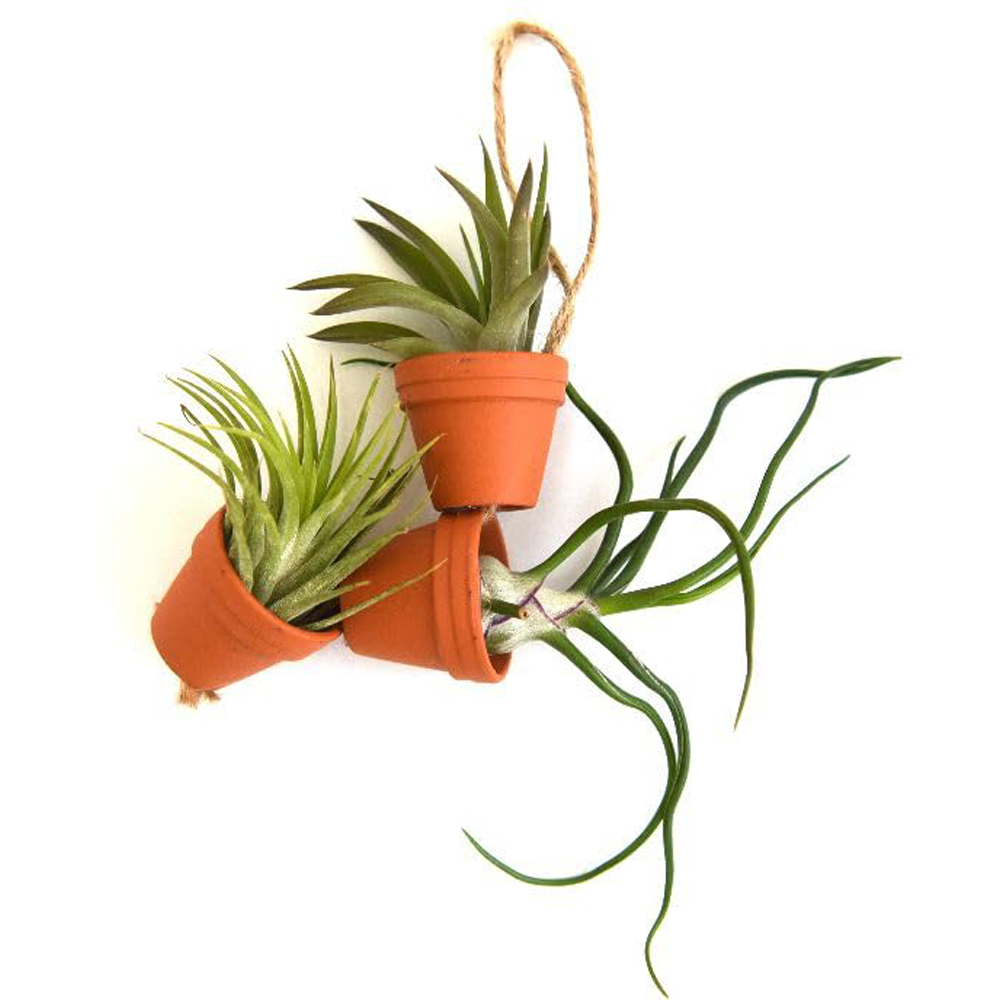 Thompson & Morgan Air Plant Mini Plant Pot on Rope 6 Pack Image 4