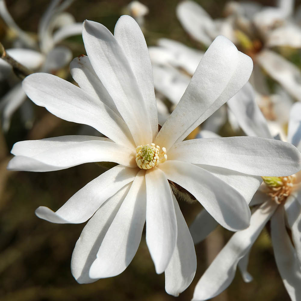 YouGarden Standard Star Magnolia Stellata Plant Pot Image 2
