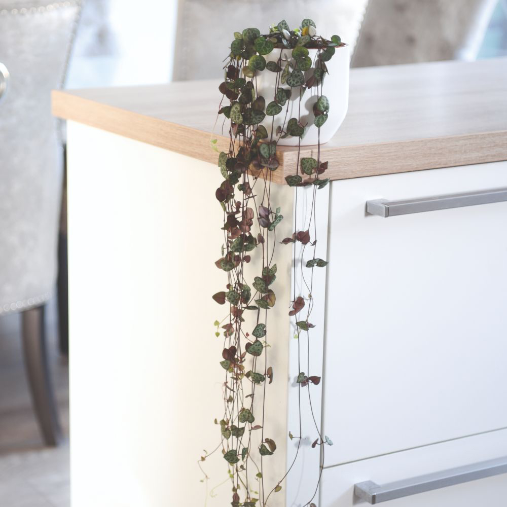 Thompson and Morgan String of Hearts Ceropegia Woodii Plant Pot 10cm Image 4