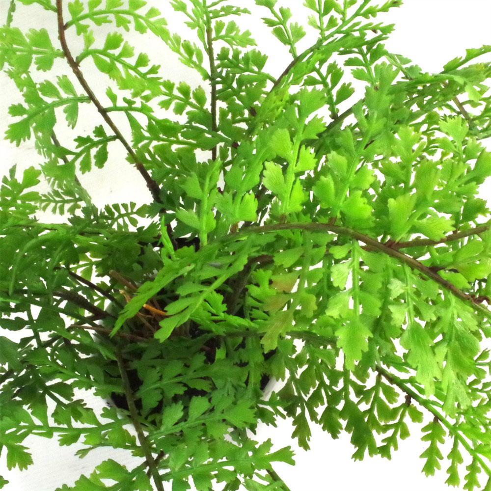 Leaf Royal Fern Artificial Plant Pot 30cm Image 3