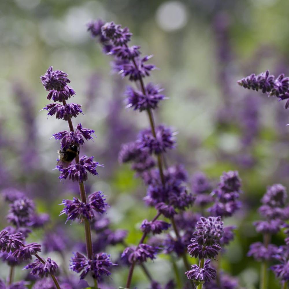 Thompson and Morgan Salvia Verticillata Purple Rain Plant Pot 9cm 2 Pack Image
