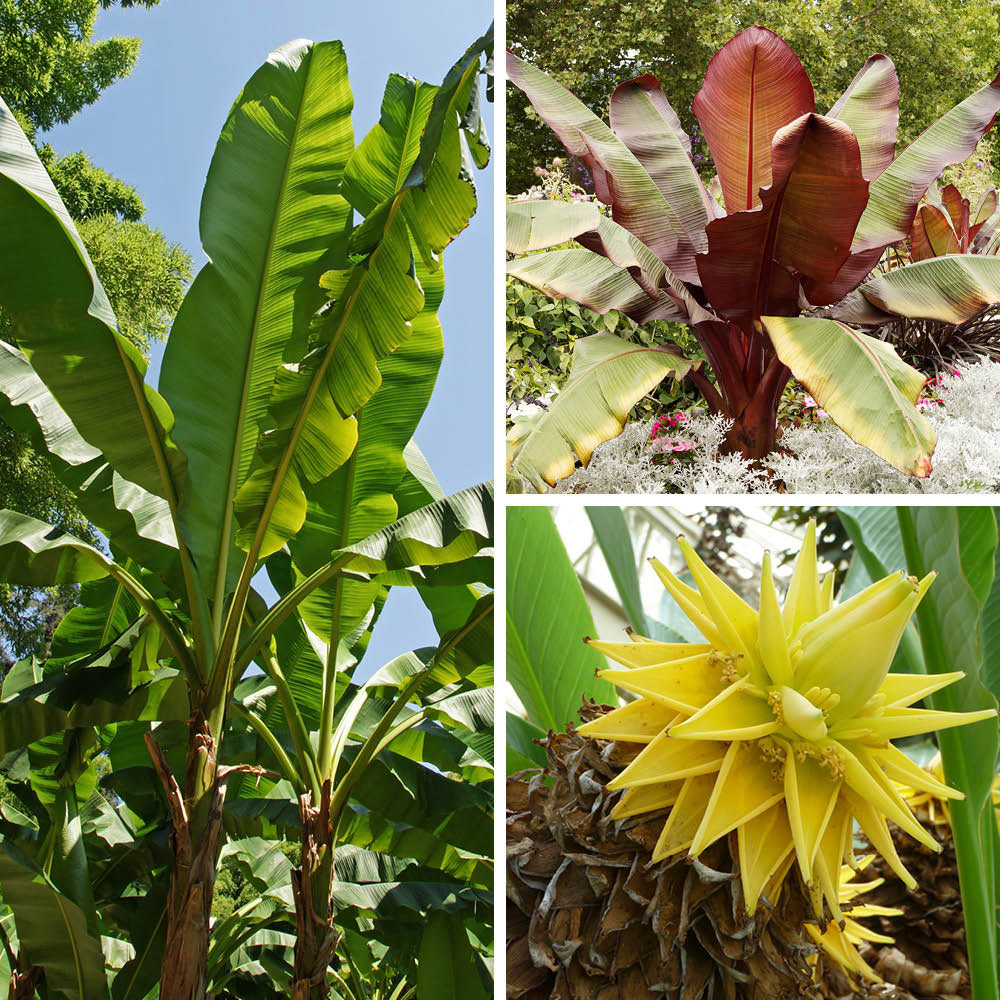 YouGarden Architectural Banana Collection Plant Pot 3 Pack Image 1