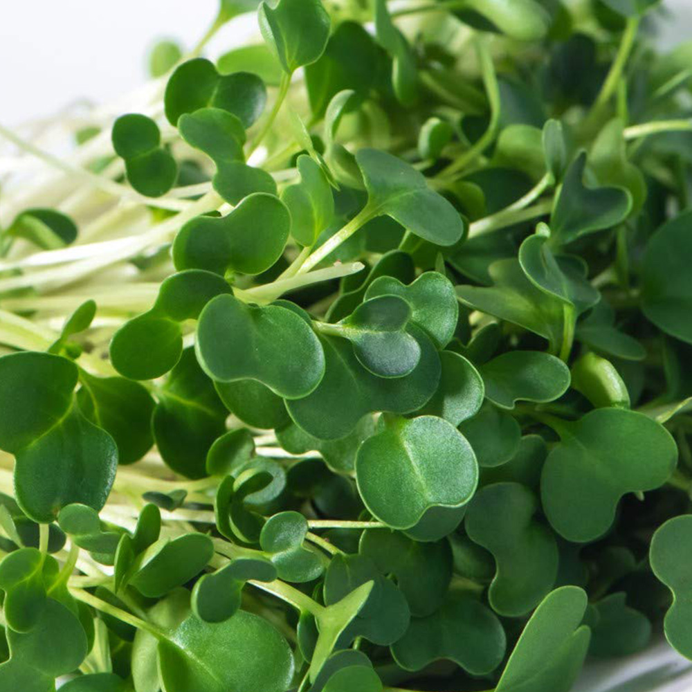 Thompson & Morgan Microgreens Salad Rocket Victoria Seeds Image 1