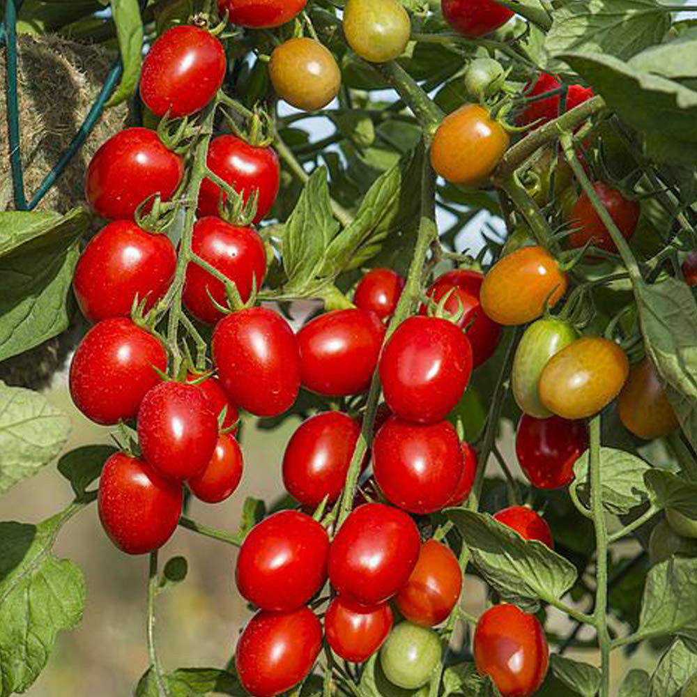 Thompson and Morgan Tomato Romello F1 Seeds Image 1