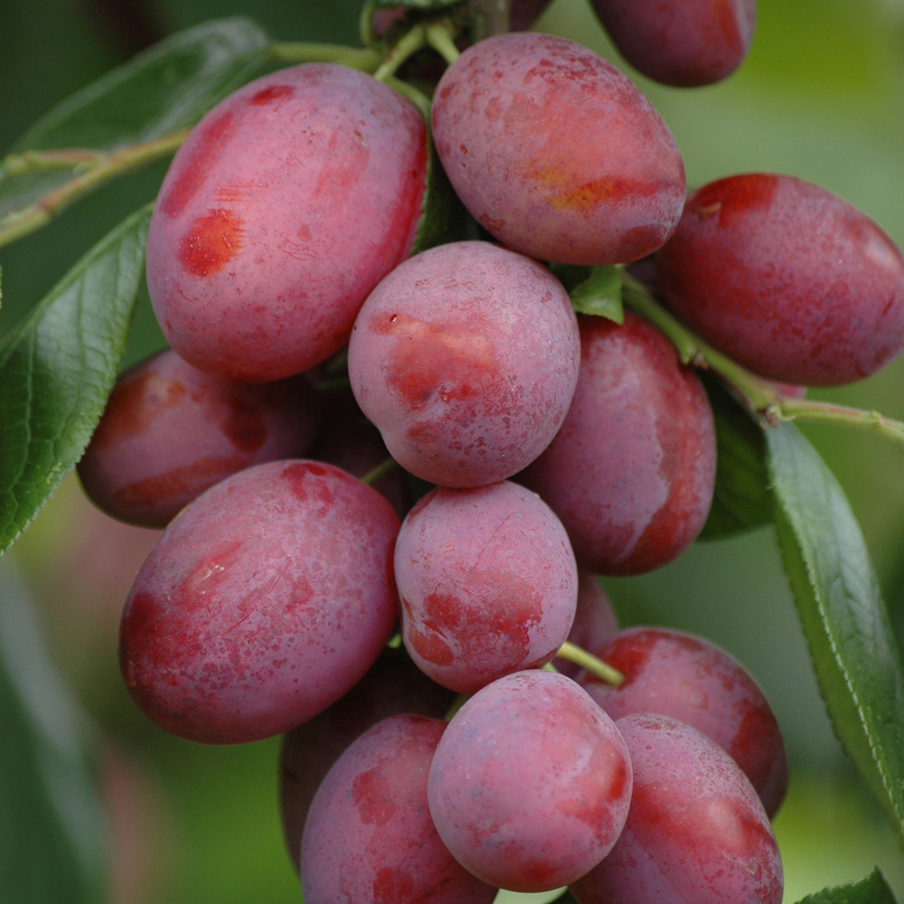 YouGarden Mini Orchard Fruit Collection Bare Root Tree 3 Pack Image 4