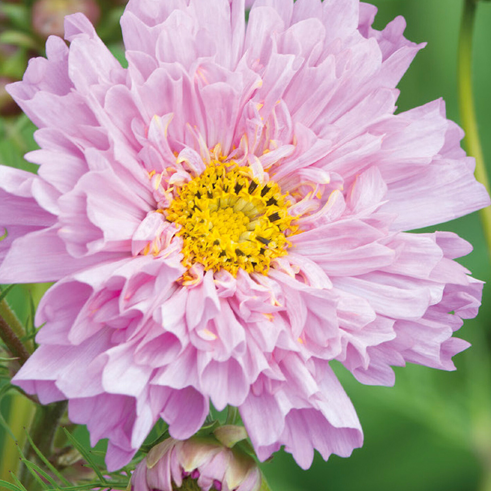 Pack of Cosmos Double Dutch Rose Flower Seeds Image 2