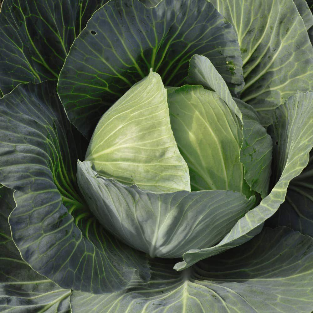 Thompson and Morgan Cabbage Gilson F1 Seeds Image