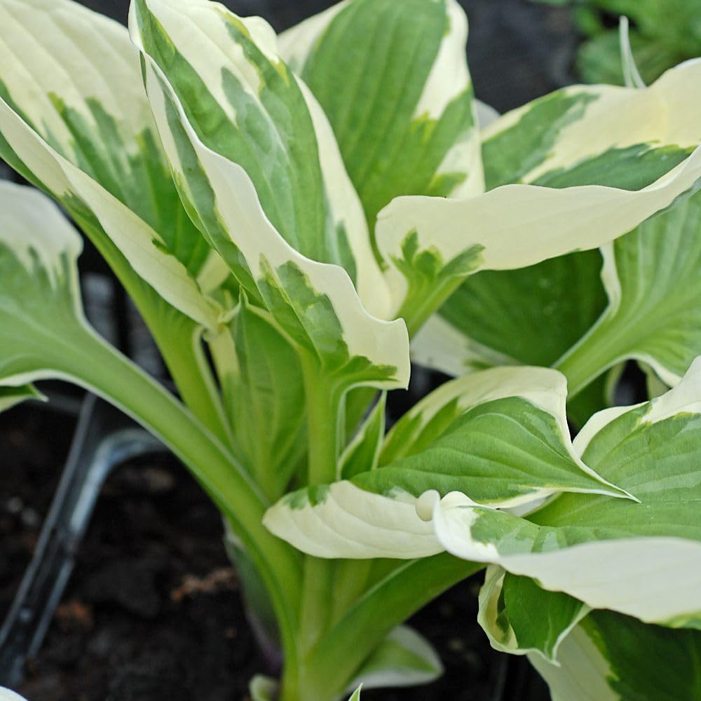 Thompson and Morgan Hosta Hybrid Minute Man Plant Pot 9cm Image 2