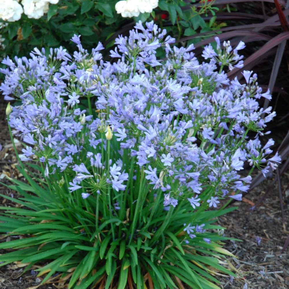Thompson and Morgan Agapanthus Blue Storm Plant Pot 9cm 2 Pack Image 3