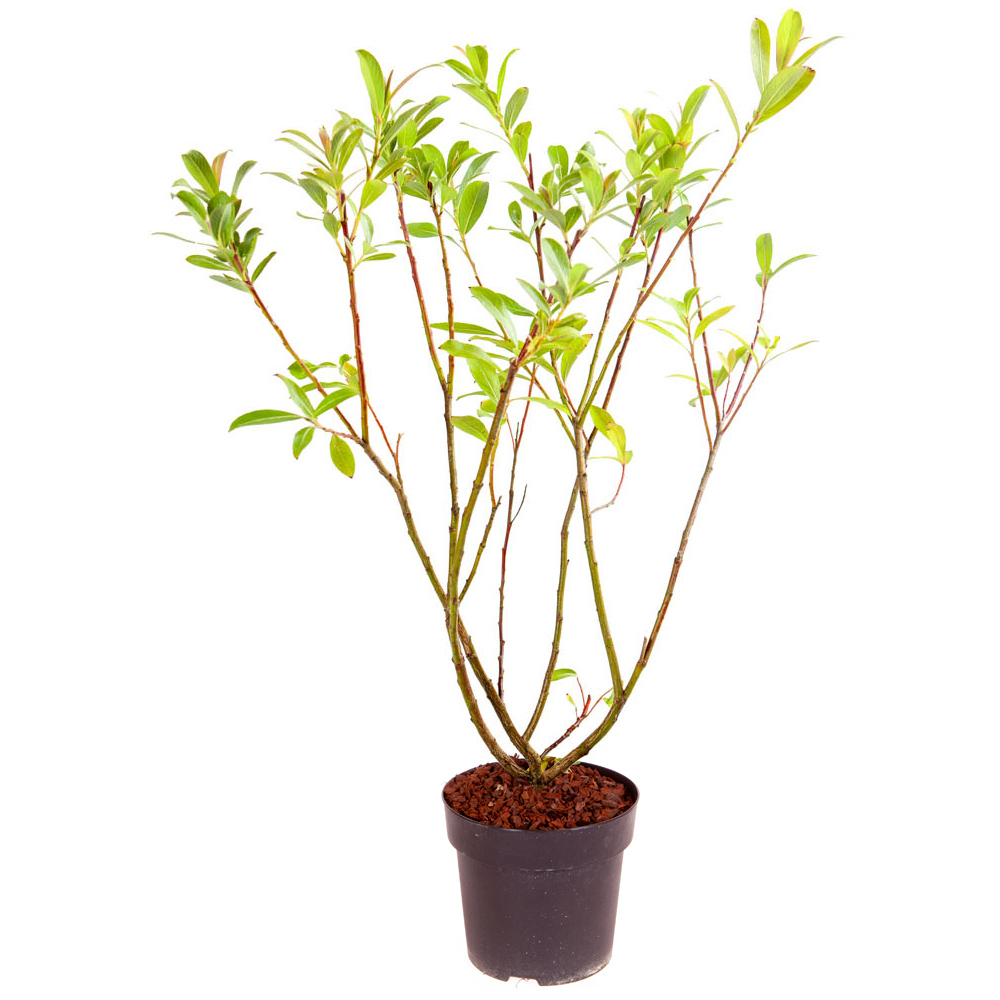 YouGarden Salix Pink Pussy Willow Mount Aso Plant Pot Image 3