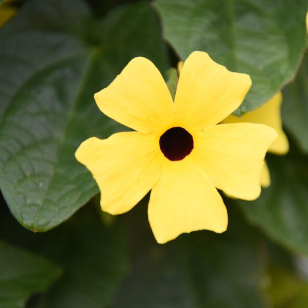 Thompson and Morgan Thunbergia Sunny Susy Collection Jumbo Plug Plant 5 Pack Image 8