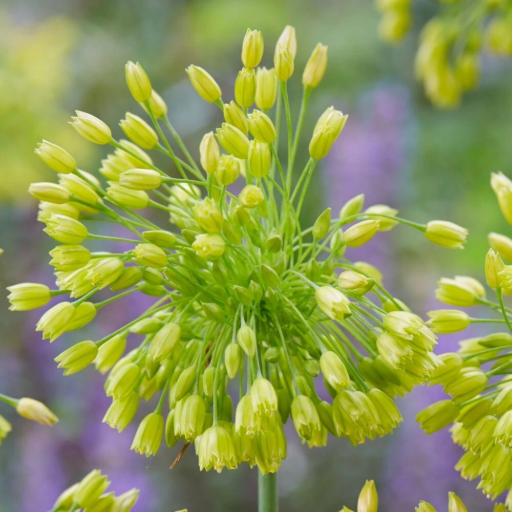Thompson and Morgan Allium Yellow Fantasy Planting Bulb 12 Pack Image 3