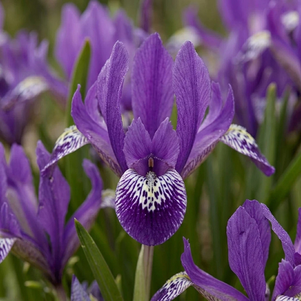 Thompson and Morgan Iris Reticulata Spot On Autumn Planting Bulb 16 Pack Image 1