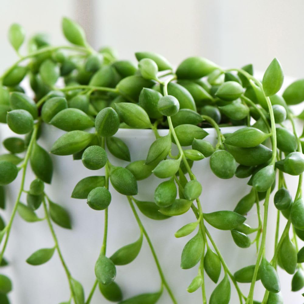 Thompson and Morgan String of Pearls Hanging Basket 14cm 2 Pack Image 2