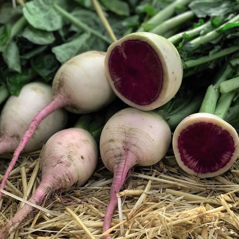 Thompson & Morgan Radish Misato Rose Flesh Seeds Image 1