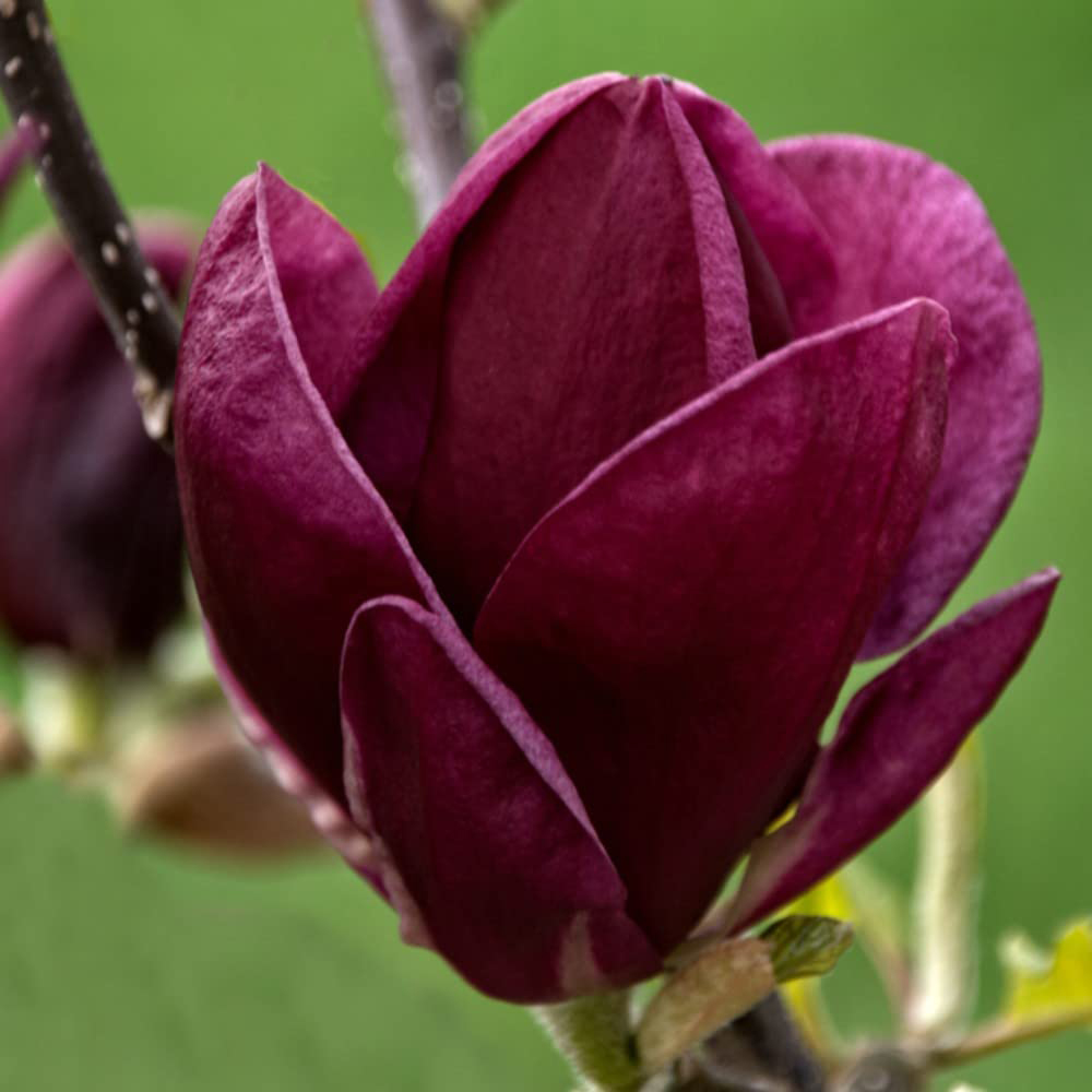 Thompson and Morgan Magnolia Genie Plant Pot 9cm Image 1