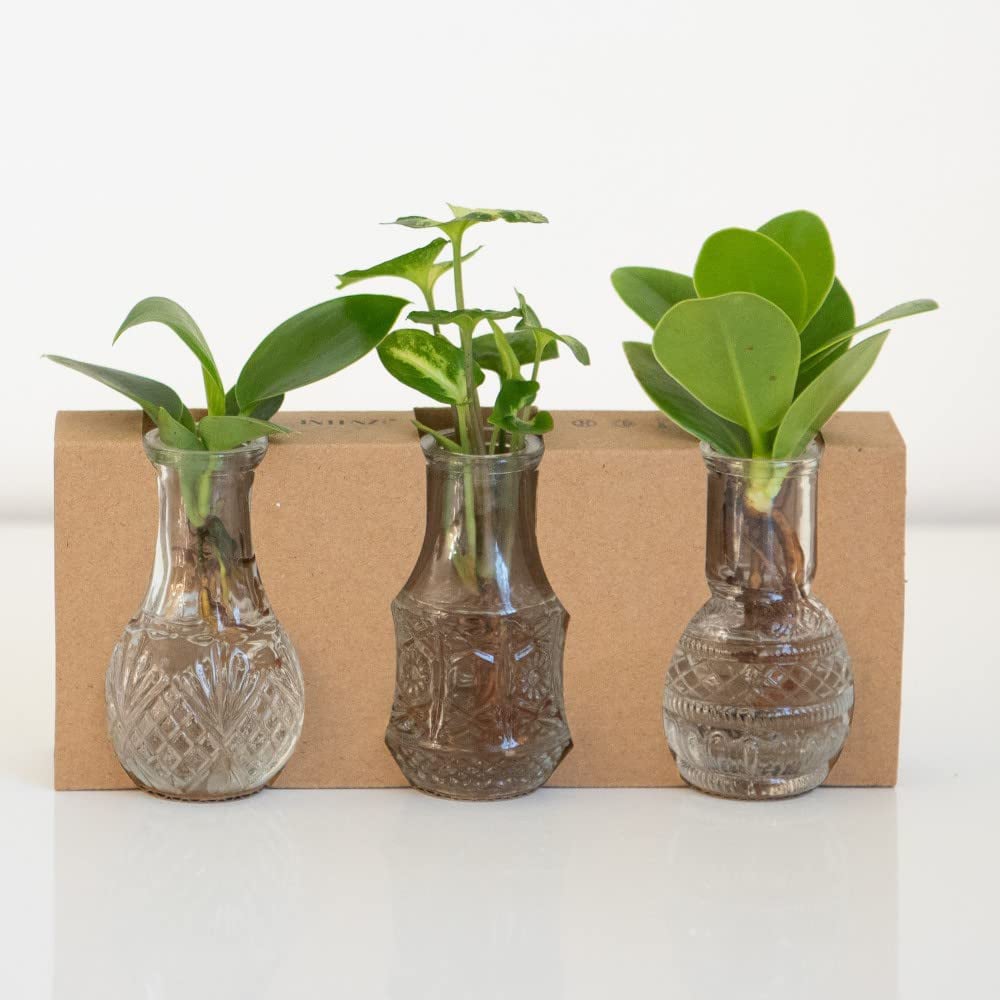 Thompson & Morgan Hydrophonic Coll. Green Cuttings Berlin Glass Vases 7cm 3 Pack Image 3