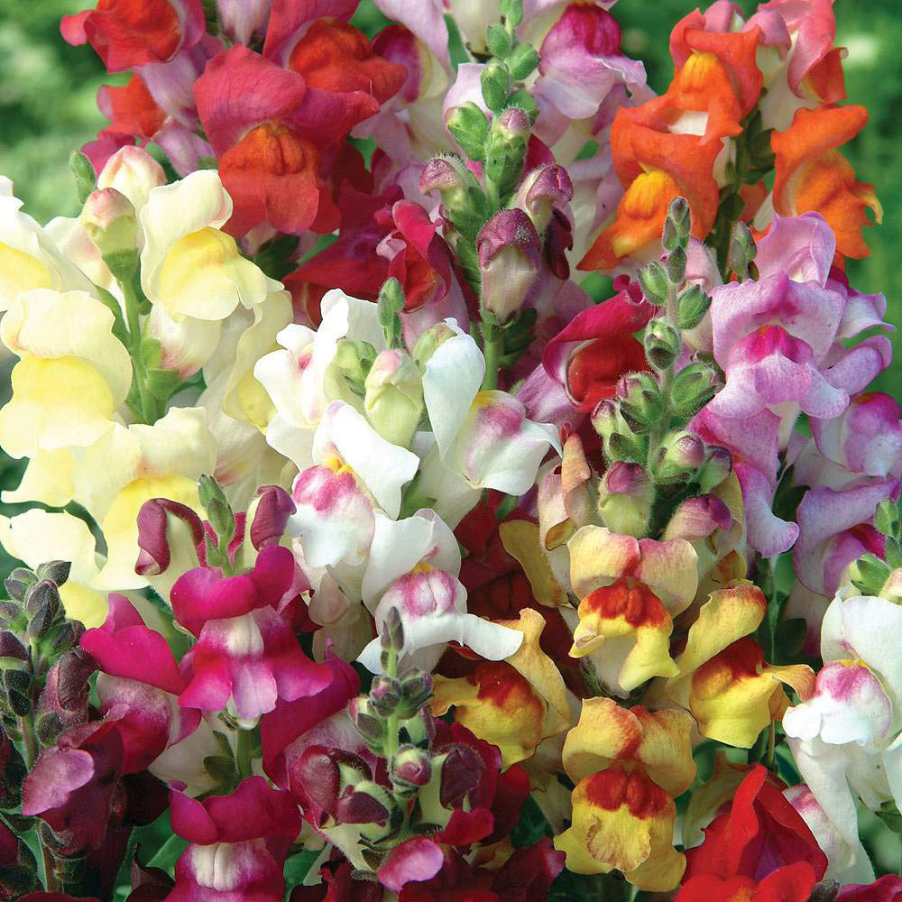 Thompson & Morgan Antirrhinum Circus Clowns Seeds Image