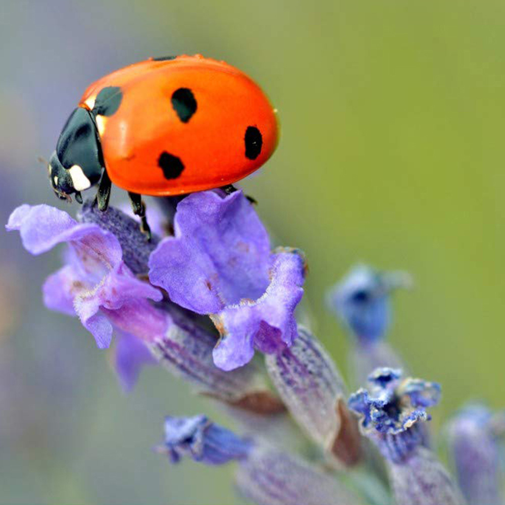 Thompson and Morgan Lavandula Lavender Angustifolia Munstead Plant Pot 9cm 5 Pack Image 4