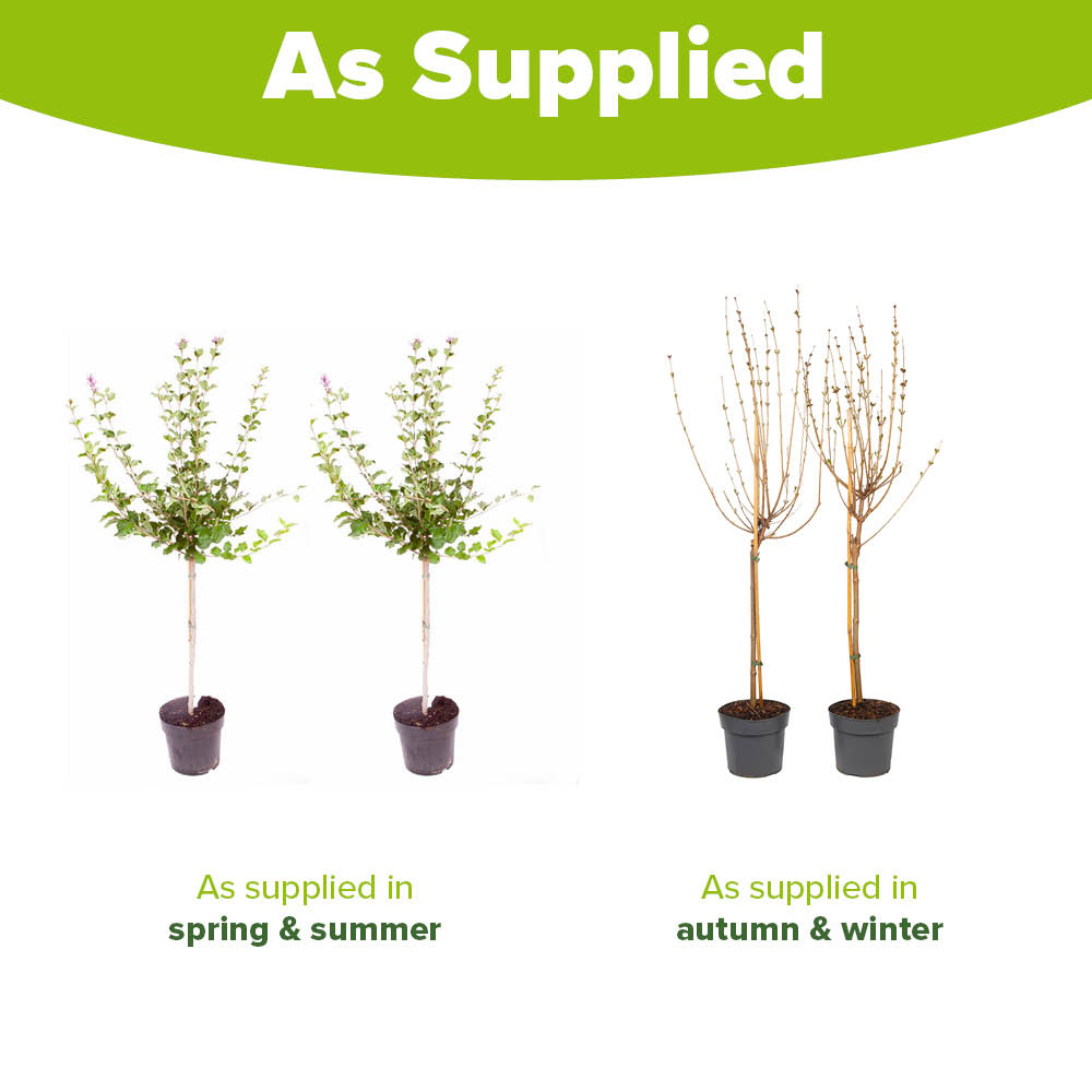 YouGarden Syringa Palibin Lilac Standard Tree Plant Pot 2 Pack Image 5