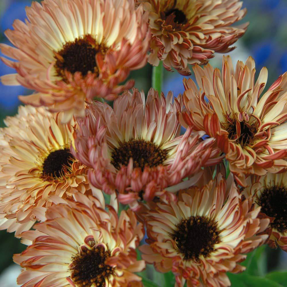 Thompson & Morgan Calendula Officinalis Sherbet Fizz Seeds Image