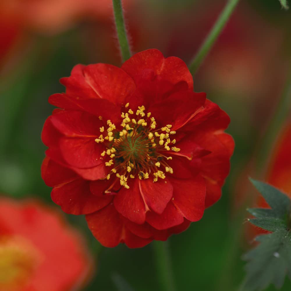 Thompson & Morgan Geum Flore-Plena Blazing Sunset Seed Packet Image
