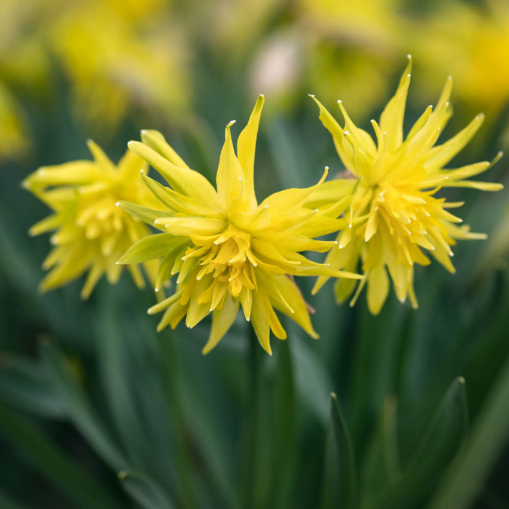 YouGarden Narcissus Rip Van Winkle Planting Bulb 50 Pack Image 1