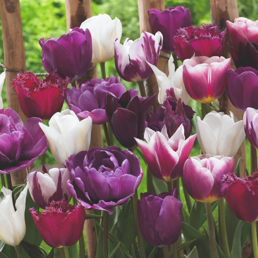 Thompson and Morgan Tulip Purple Passion Planting Bulb 40 Pack Image 3