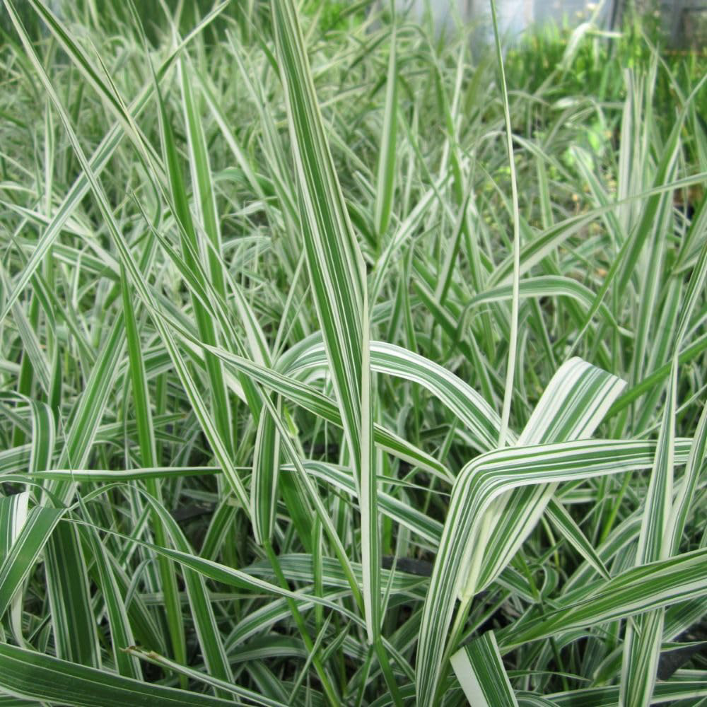 Thompson and Morgan Phalaris Arundinacea Picta Plant Pot 9cm 3 Pack Image 1