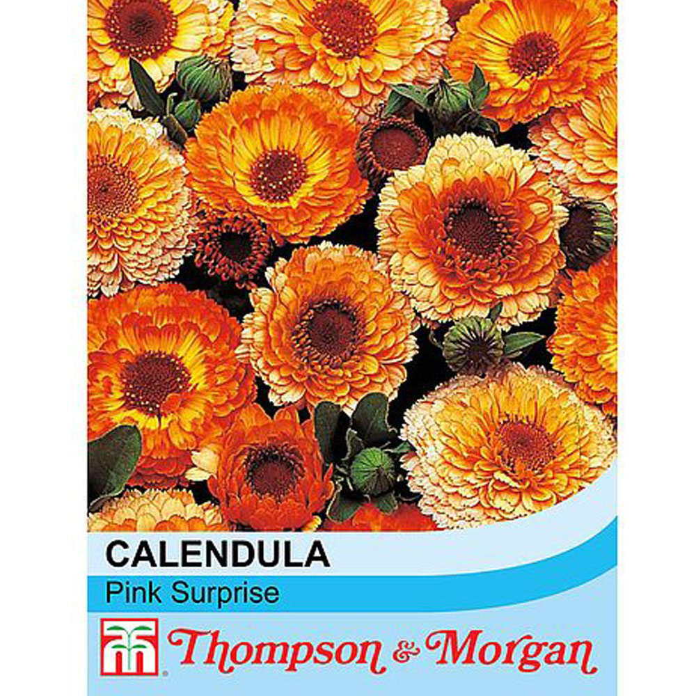 Thompson & Morgan Calendula Pink Surprise Seeds Image 2