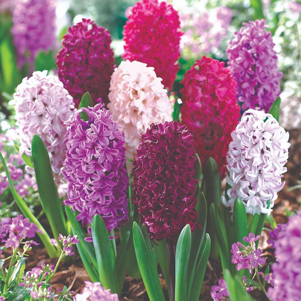 Thompson and Morgan Colourful Spring Collection Planting Bulb 101 Pack Image 6
