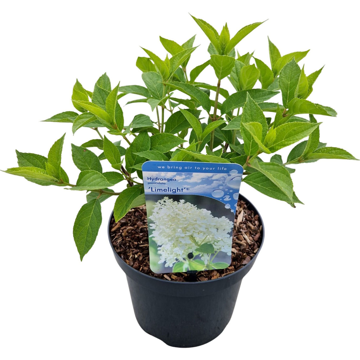 Hydrangea Paniculata Limelight 19cm - Lime Green and Creamy White Image