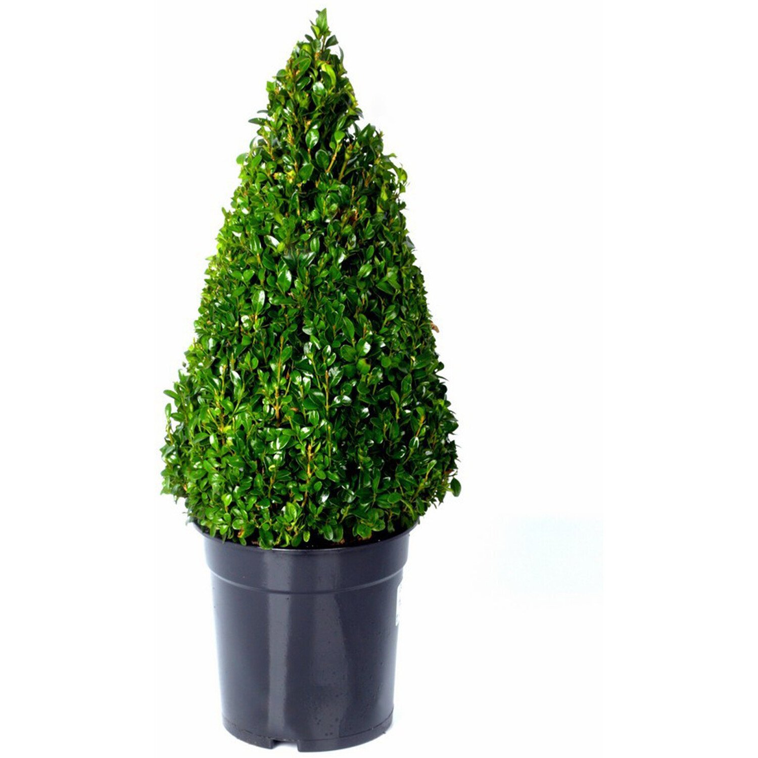 Pyramid Buxus Semp in Pot - Green Image