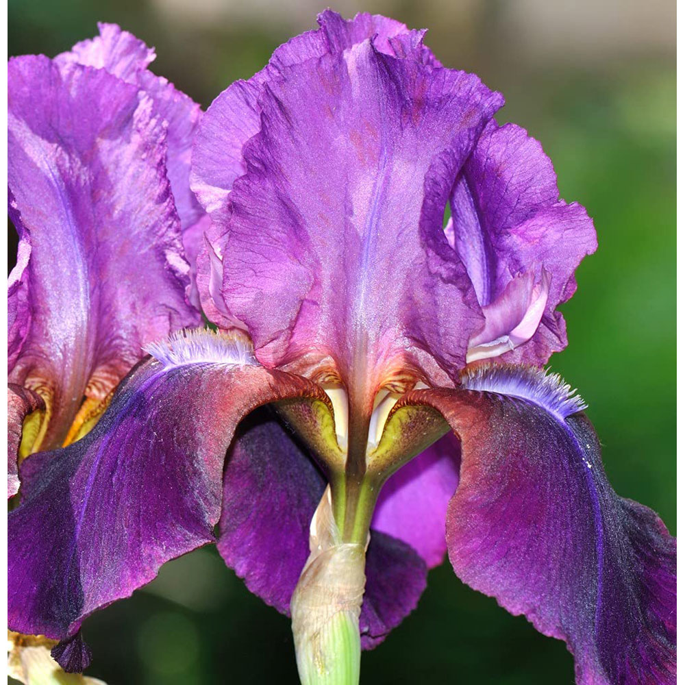 Thompson and Morgan Iris Cantina Rhizome Image 3