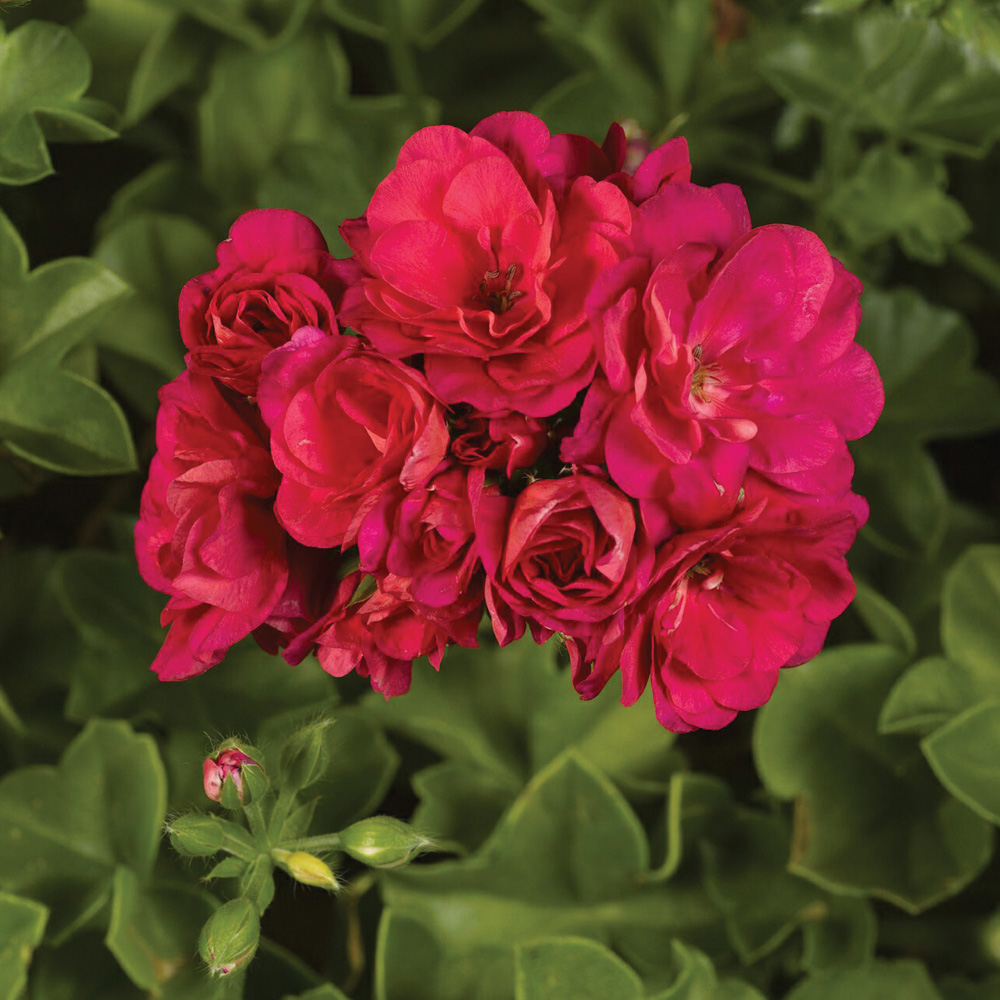 YouGarden Geranium Rosebud Collection Plug Plant 12 Pack Image 5
